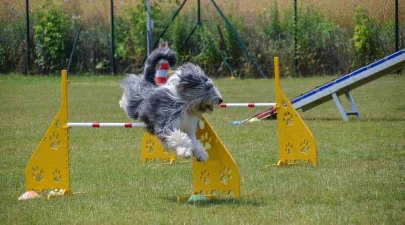 4 características do cachorro da raça bearded collie 