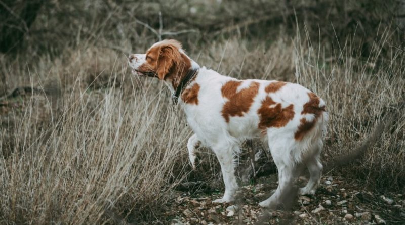 13 nomes de personagens de filmes de ação para cachorro 