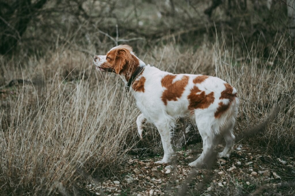 Cachorro com pelagem branca e marrom em cima de uma pedra rodeada por grama caçando 