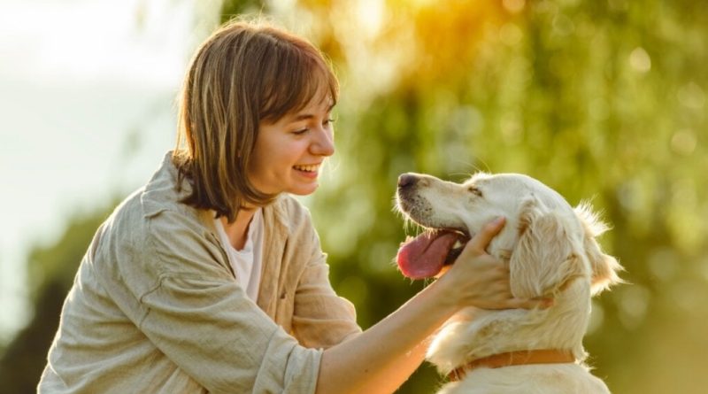 8 cuidados importantes com os animais de estimação no calor