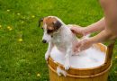 8 dicas para o cachorro perder o medo do banho 