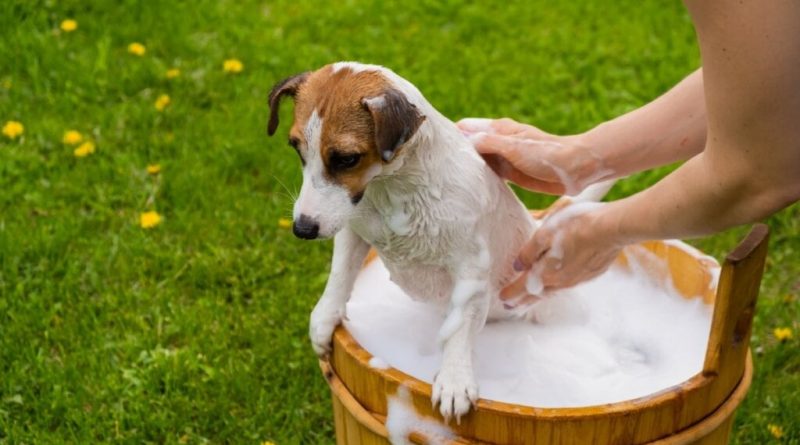 8 dicas para o cachorro perder o medo do banho 