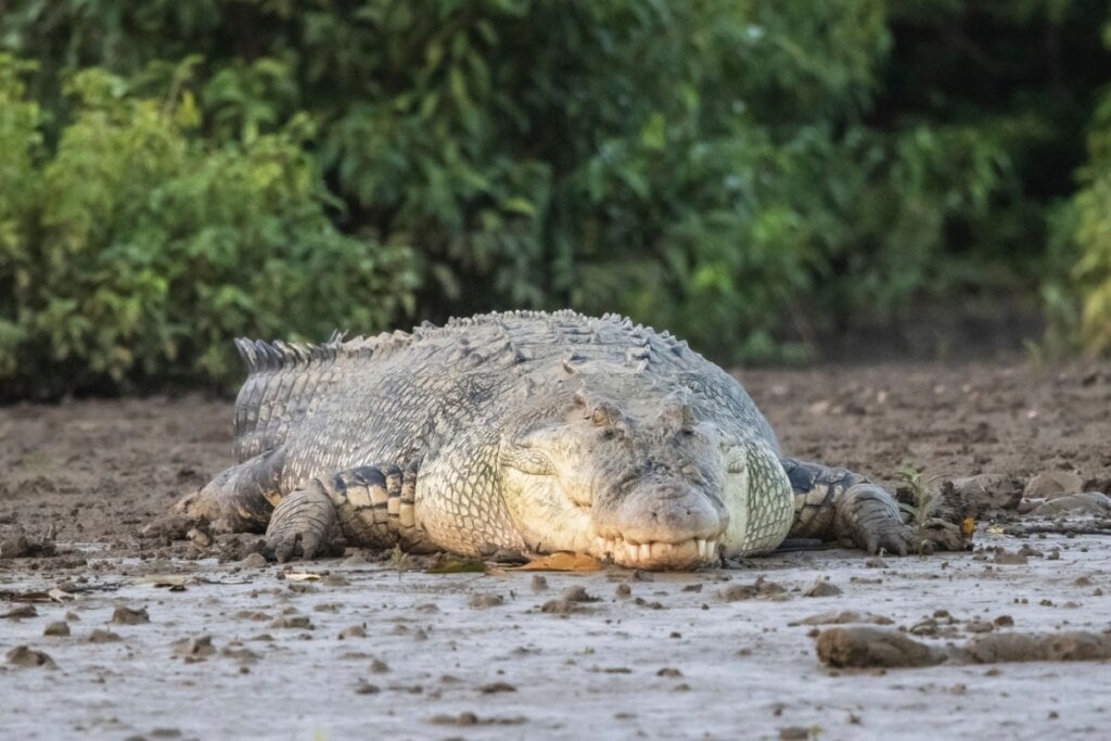 Crocodilo-de-água-salgada deitado na areia 