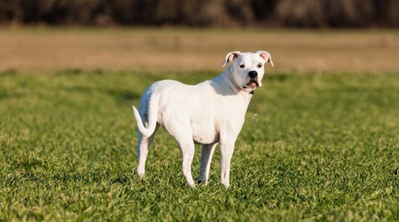 7 diferenças entre as raças dogo argentino e pitbull