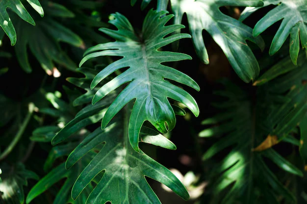 Filodendro Banana-de-Macaco (Philodendron bipinnatifidum)