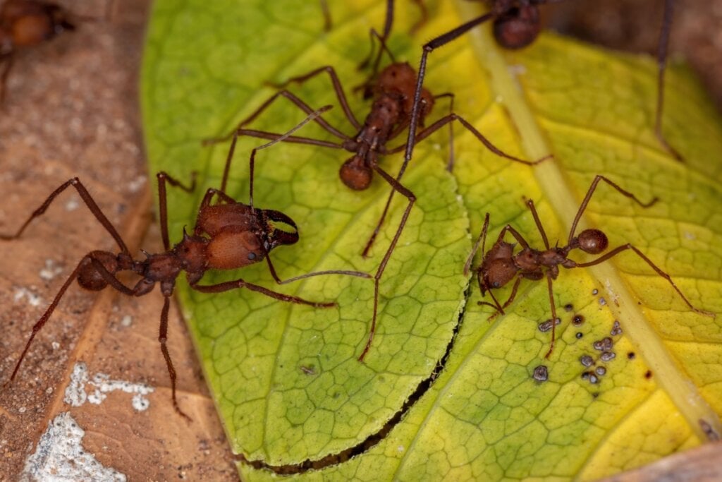 Três formigas gênero Atta em cima de uma folha verde 