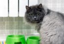 4 características do gato da raça nebelung 