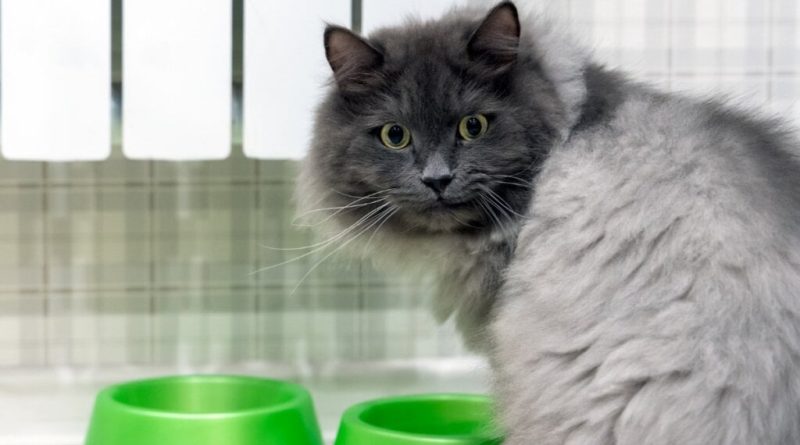 4 características do gato da raça nebelung 