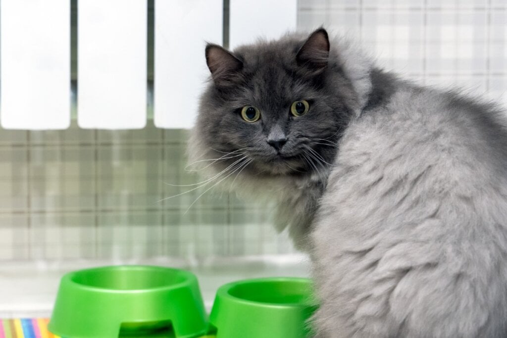 Gato da raça nebelung com pelagem cinza em frente a dois potes verde de ração 