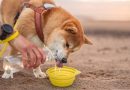 4 cuidados com os animais na praia e na piscina