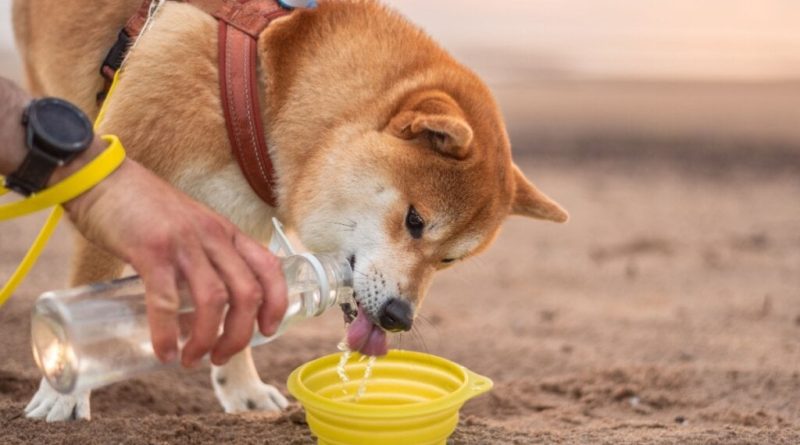 4 cuidados com os animais na praia e na piscina