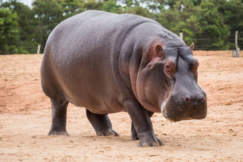 Hipopótamo andando em um chão de terra 