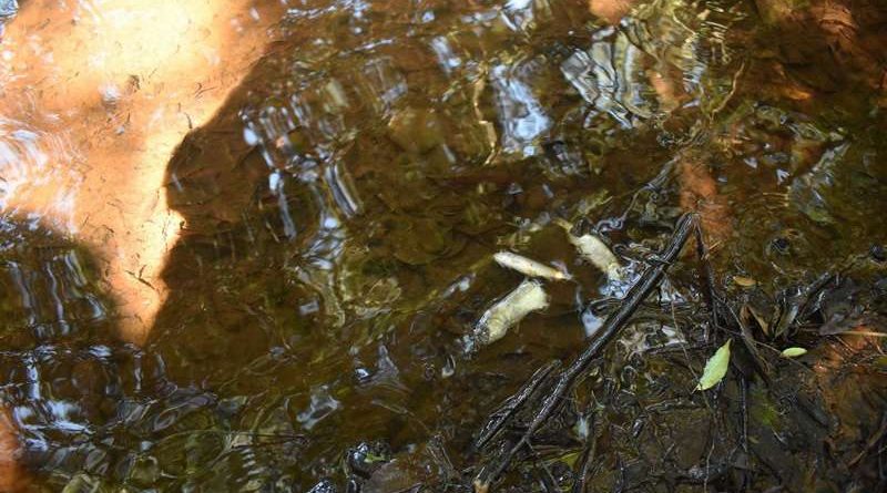 Água contaminada e forte odor: mistério sobre peixes mortos no RS