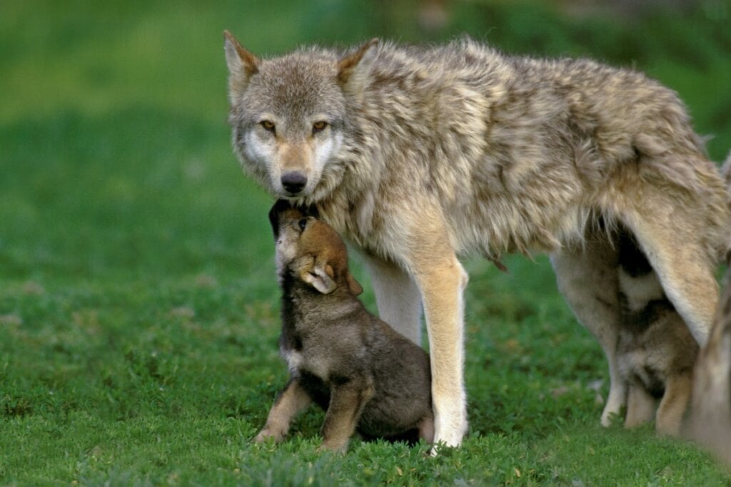 Lobo-cinzento grande e um filhote em cima de uma grama verde 