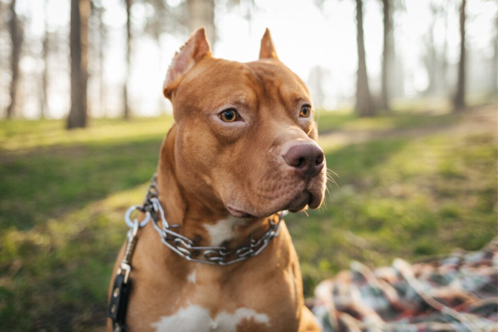 Pitbull ao ar livre na floresta.