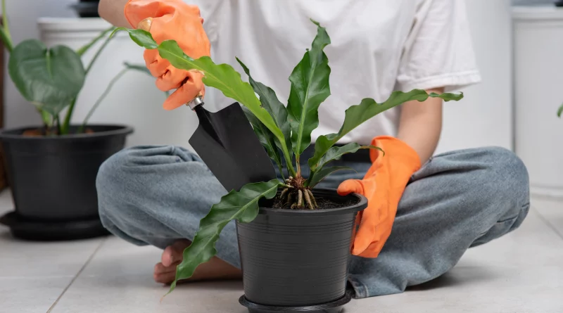 Plantas perdendo flores Veja o que fazer