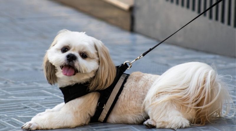 7 raças de cachorro pequenas e peludas