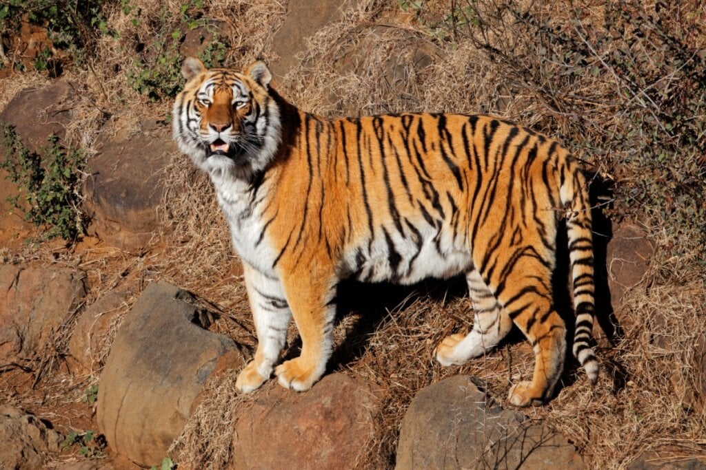 Tigre em pé em cima de uma pedra 