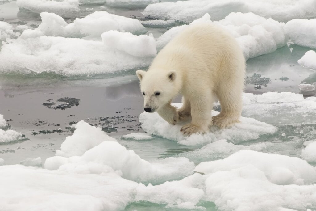 Urso-polar andando em pedras em cima de pedras de gelo 