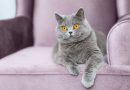 7 diferenças entre as raças british shorthair e chartreux 