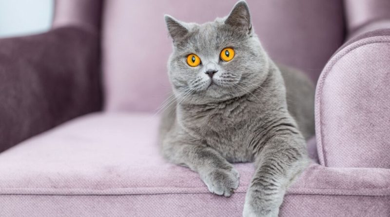 7 diferenças entre as raças british shorthair e chartreux 