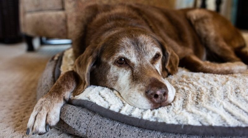 8 doenças que humanos, gatos e cachorros têm em comum