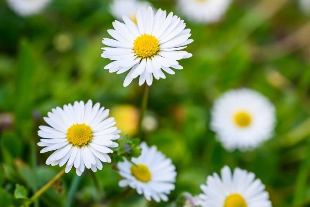 Flores de camomila em um jardim 