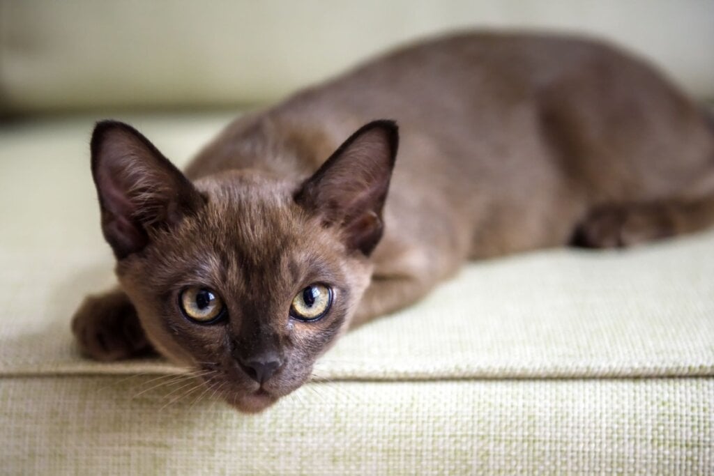 Gato com pelagem marrom deitado no sofá 