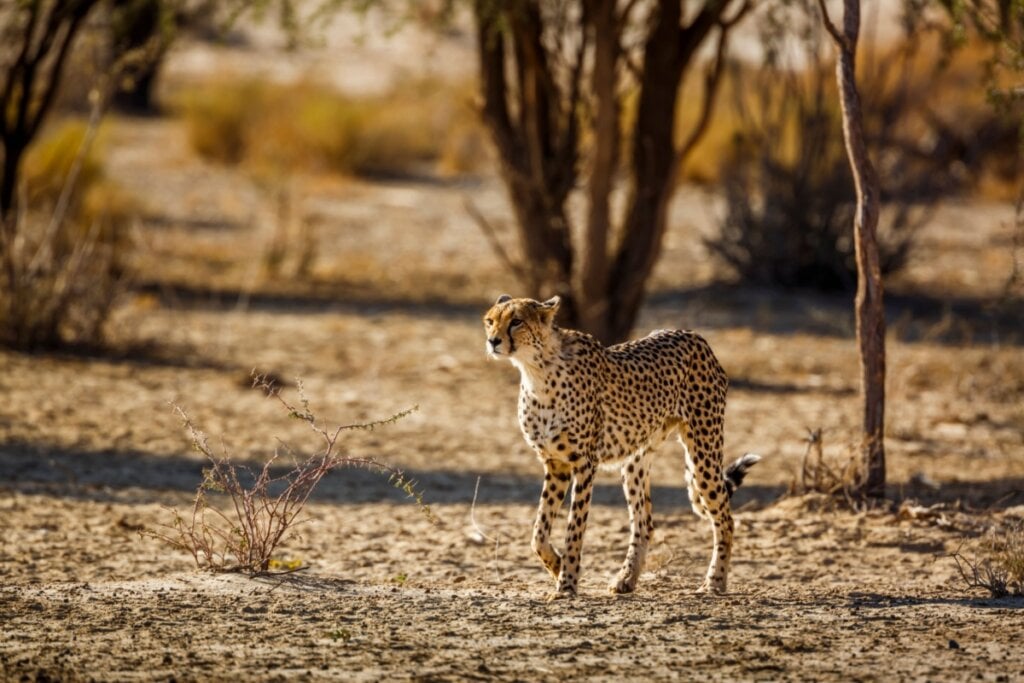 Guepardo andando na savana