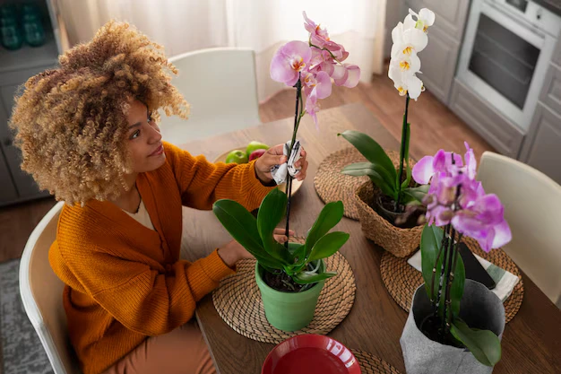 mulher cuidando de orquideas sobre a mesa em ambiente iluminado