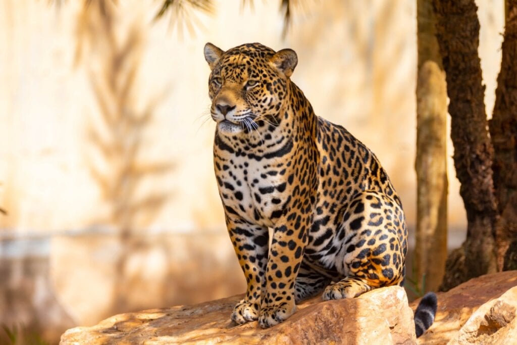 Onça-pintada sentada em cima de uma pedra