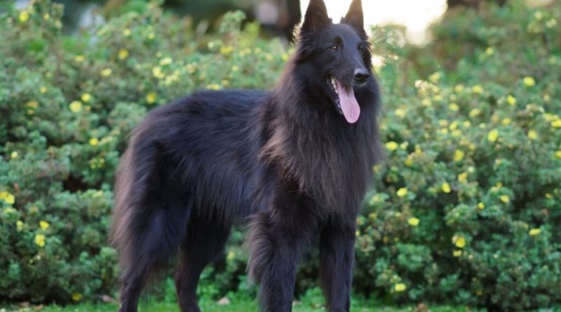 4 características do cachorro da raça pastor belga