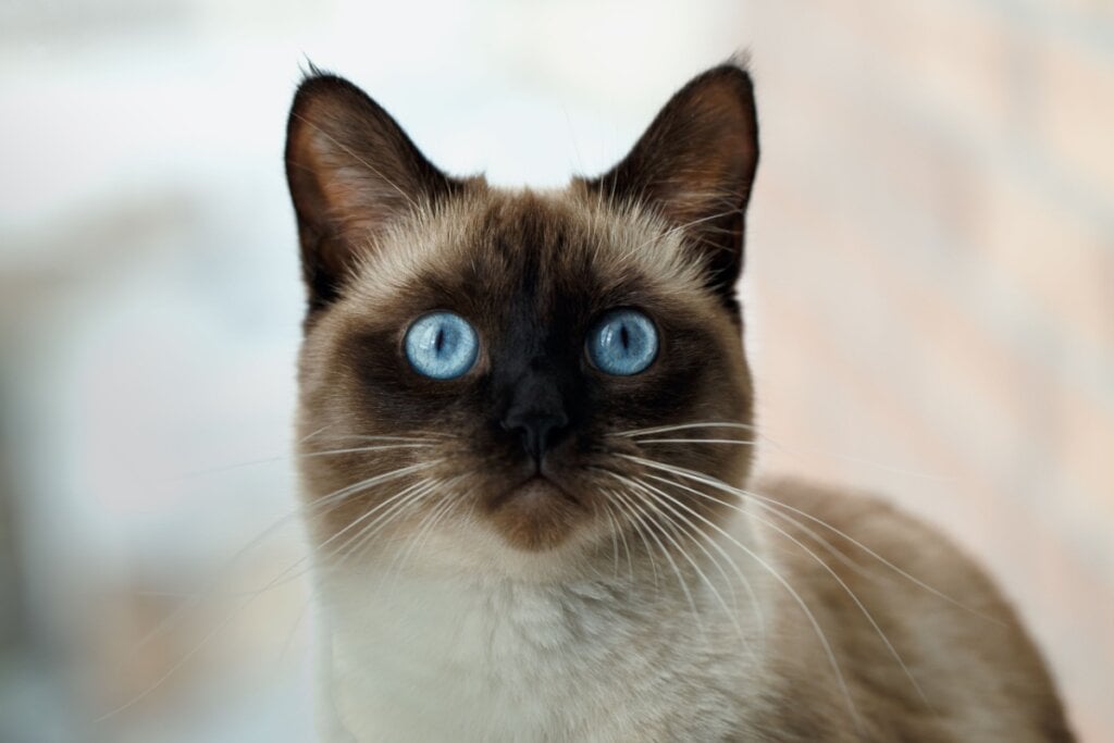 Gato da raça siamês parado olhando para foto, seu rosto é de pelagem branca e marrom e com olhos azuis.