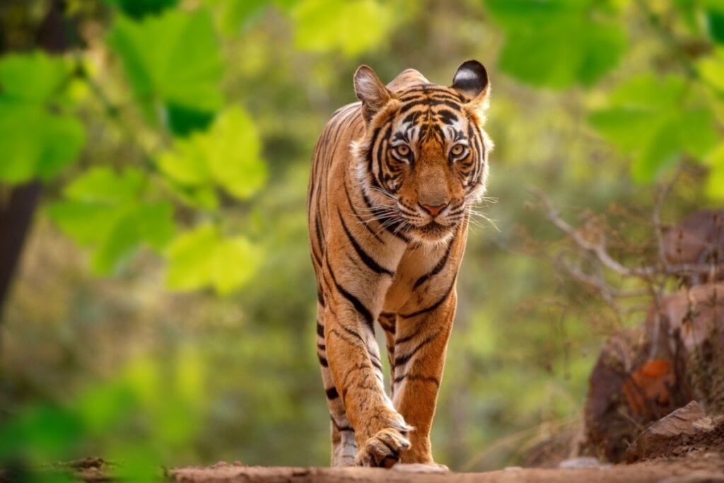 Tigre-de-bengala andando na floresta 