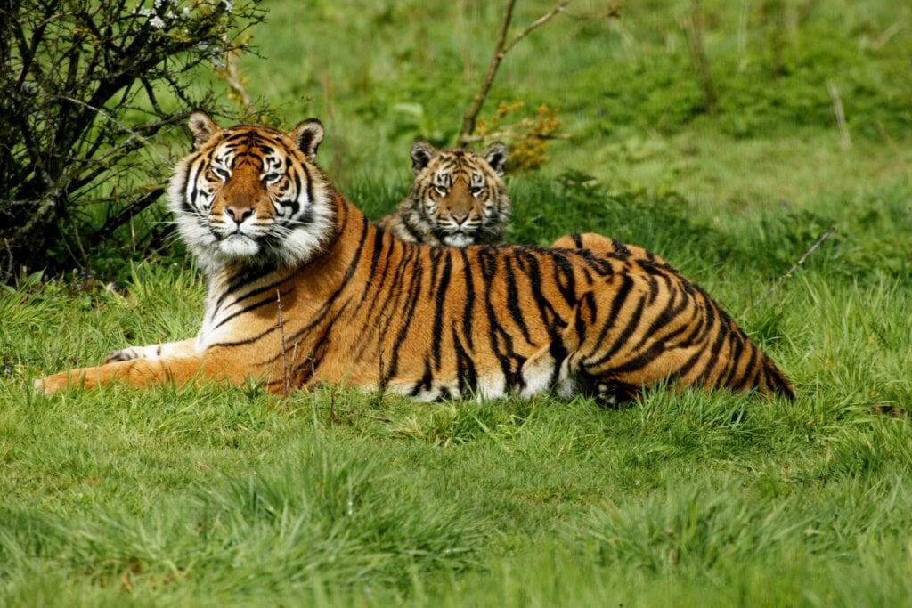 Tigre-de-sumatra sentado na grama com um filhote atrás dele