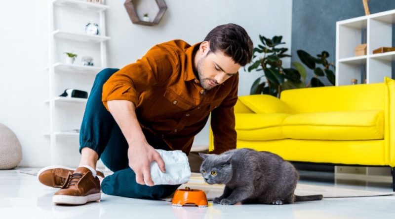 5 perguntas e respostas alimentos para gatos