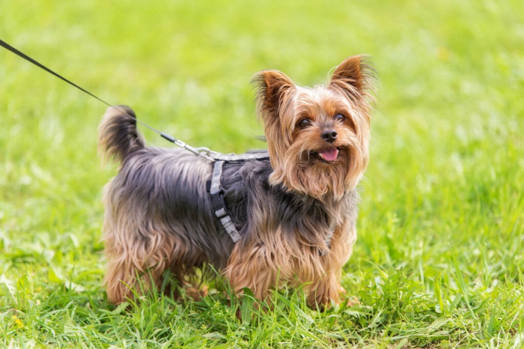 Cachorro da raça yorkshire terrier em grama