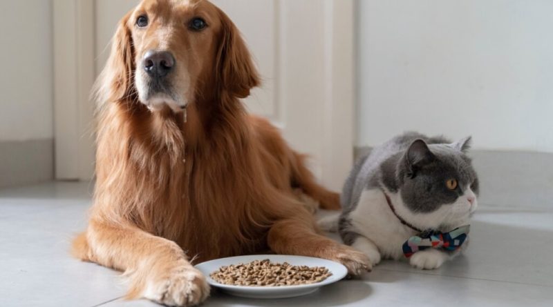 Veja sinais que indicam a necessidade de ir ao veterinário