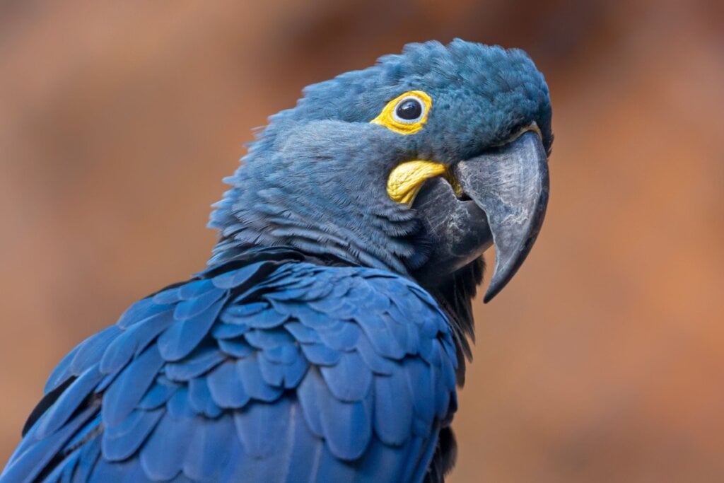 Imagem focada em uma Arara-azul-de-lear