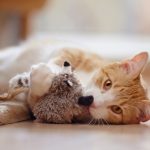 8 cuidados importantes com gatos com FeLV 