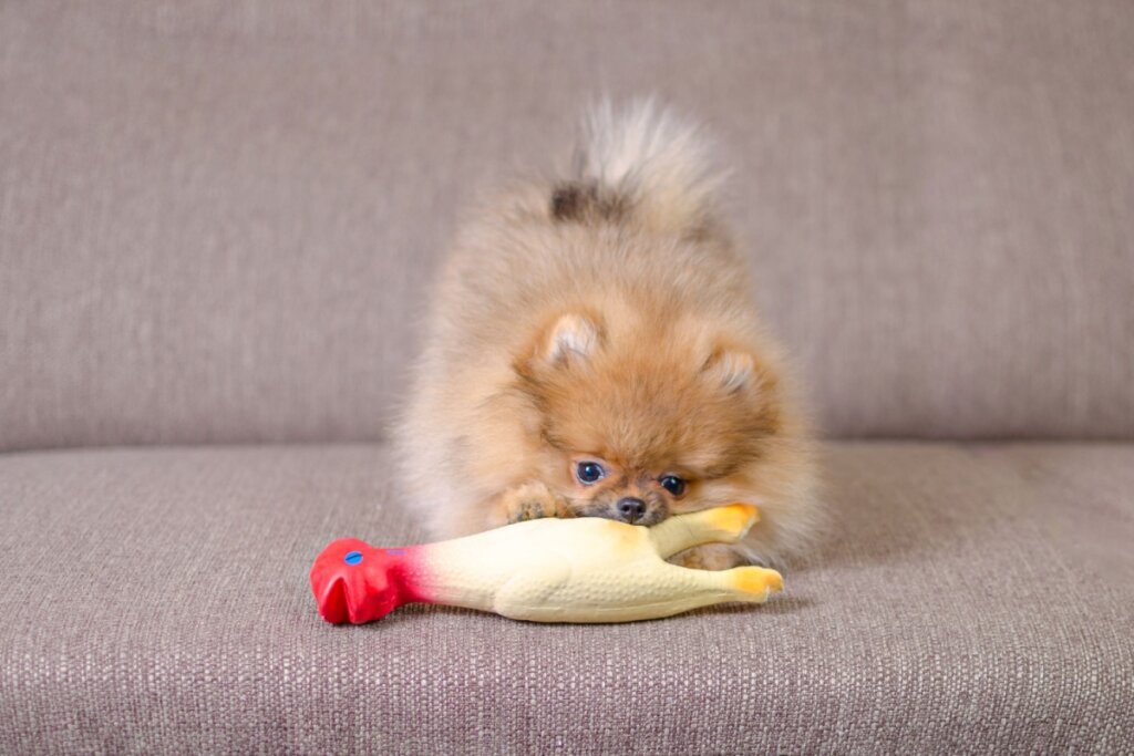 Cachorro em cima de um sofá bege brincando com uma galinha de borracha 