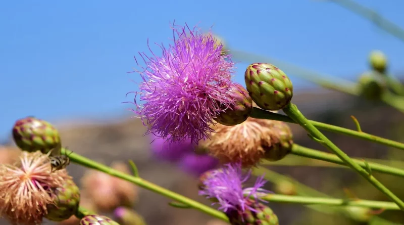 Como cultivar a mimosa pudica e estimular sua sensibilidade