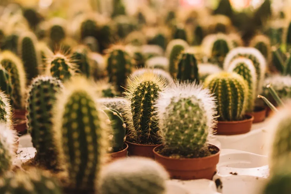 Como fortalecer as mudas de cactos com crescimento saudável