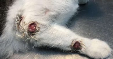 Esporotricose avança em Osório: veja o alerta