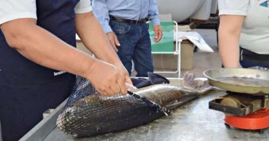 Feira do Peixe em Osório