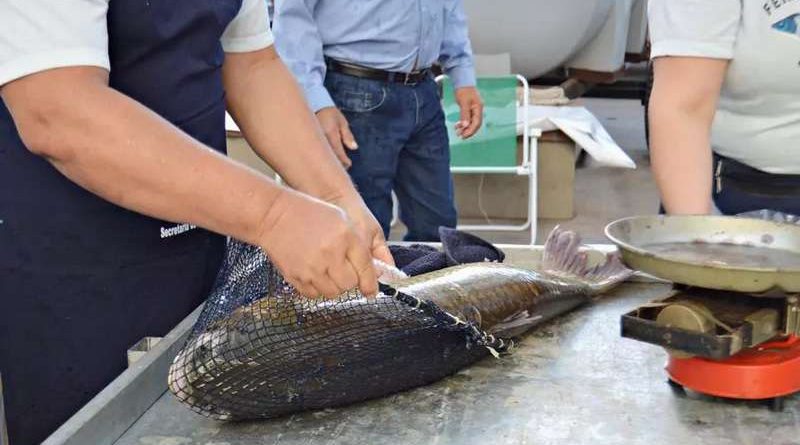 Feira do Peixe em Osório