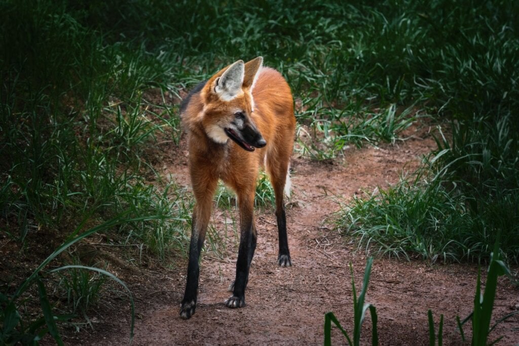 Lobo-guará em pé e olhando para o lado em meio ao mato