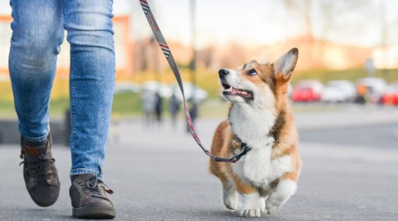 10 dicas para curtir o Carnaval com o seu cachorro 