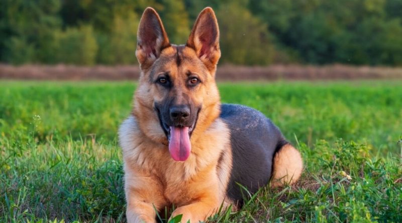 7 diferenças entre as raças pastor alemão e pastor belga malinois 