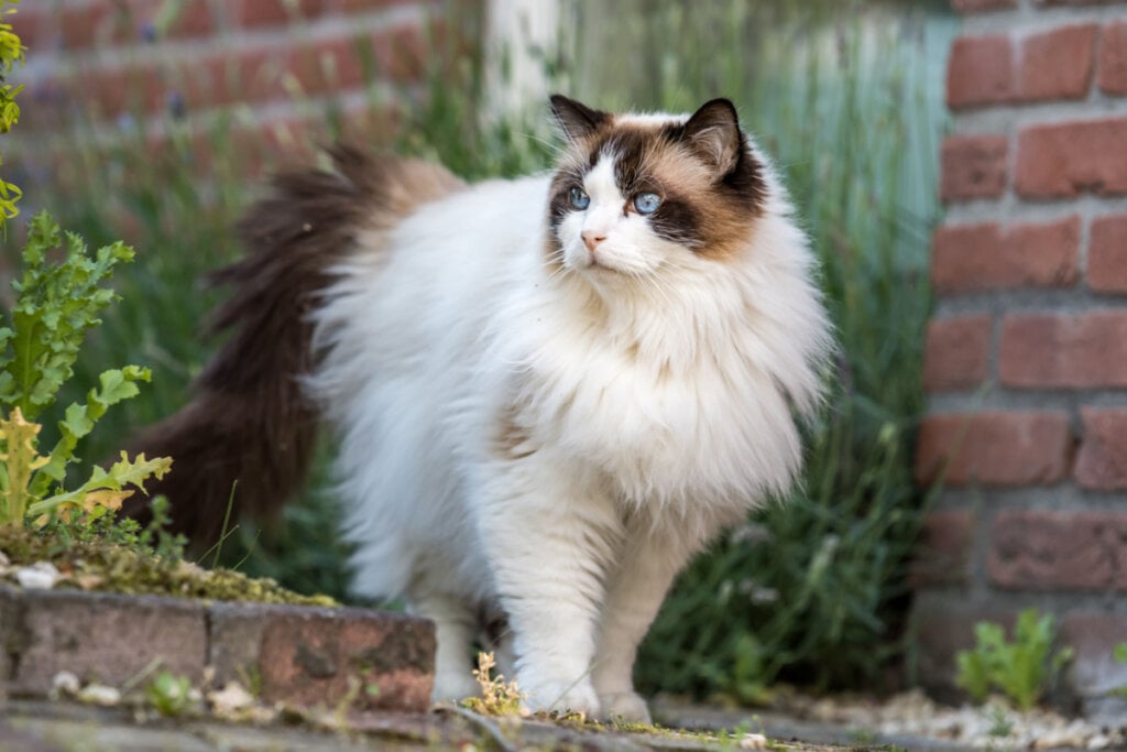 Gato Ragdoll em pé do lado externo de casa